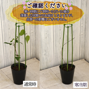 花苗 クレマチス 大輪咲き 4鉢 花苗 ギフト ガーデニング