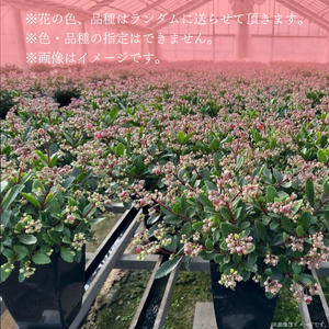 【2026年2月より順次発送】須貝花園 カランコエ 5鉢(3.5号鉢)｜カランコエ 花 多肉植物 季節の花 須貝花園 先行予約 茨城県 行方市(C-16)