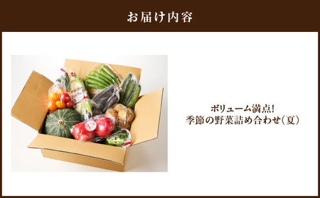 ボリューム 満点 ！ 季節の野菜 詰め合わせ（ 夏 ） M001-004-01 野菜 三浦野菜