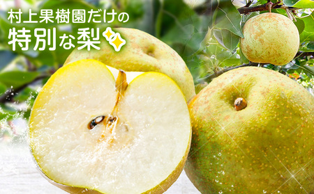 梨 なし 限定品種 荒尾梨 有宝 約1.8～2kg 果物 村上果樹園《8月上旬-8月中旬頃出荷》 熊本県 荒尾市 荒尾梨 早生 わせ なし ゆうほう