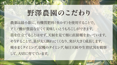 桜川市産 とうもろこし 品種おまかせ 約4kg ( 11～13本 ) [FJ001sa]	