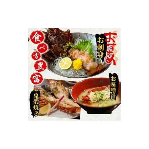 【 伊勢海老 】 伊勢海老1.5kg