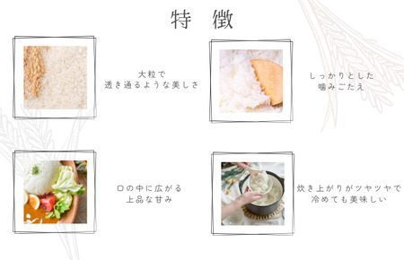 令和7年産 愛媛県産 ひめの凜 10kg