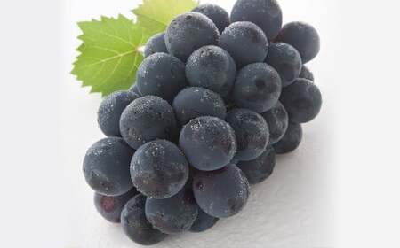 【3回定期便】 マスカットオブアレキサンドリア ニューピオーネ 晴王 【2026年7月上旬より順次発送開始】 葡萄 ブドウ ぶどう フルーツ 果物 ギフト 国産 岡山県産