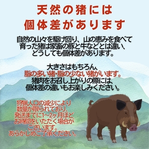 猪 肉 3種食べ比べセット 猪 肉