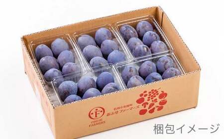 プルーン 約2kg ［おぶせファーマーズ］果物 フルーツ 生プルーン 産地 直送  クール便 冷蔵便 長野県産 信州産 令和8年産 【2026年7月下旬～9月中旬発送】  ［F-21］