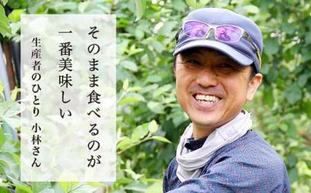 【3回定期便】小布施屋のりんご食べ比べ定期便 3回コース ［小布施屋］フルーツ 果物 りんご 林檎 定期便 信州産 長野県産 令和8年産 【2026年10月～2027年1月発送】 ［C-501］