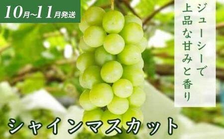 ［4回定期便］ 信州フルーツ4回コース ［小布施屋］ 定期便 先行予約 フルーツ 数量限定 さくらんぼ 白桃 ネクタリン シャインマスカット ぶどう クール便 冷蔵 お楽しみ 長野県産 信州産 令和8年産 【2026年6月中旬～11月発送】[E-2]