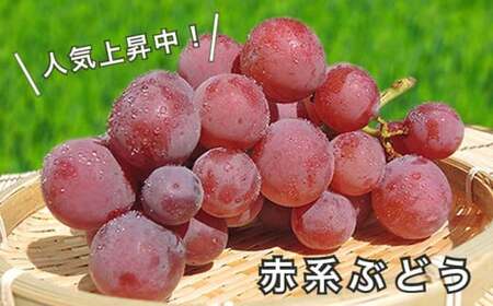 長野県産 旬のぶどう3種セット 種無し巨峰 ナガノパープル 赤系ぶどう 各1房 約1.5kg ［おぶせファーマーズ］ 詰め合わせ 詰合せ 食べ比べ 果物 フルーツ ぶどう 葡萄 クール便 冷蔵便 令和8年産 【2026年9月中旬～10月上旬発送】 ［F-531］