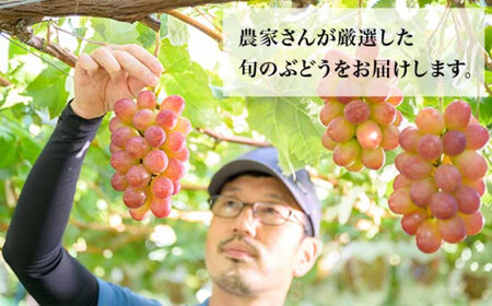 ぶどう 3種詰合せ 旬のぶどうの宝石箱 約1.5kg 3房 ［おぶせファーマーズ］ 果物 フルーツ くだもの ぶどう 葡萄 ブドウ クール便 冷蔵便 令和8年産 【2026年9月中旬～10月下旬発送】 ［F-546］