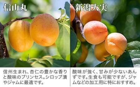 旬の生あんず 中玉 約1.4kg 700gパック×2 [おぶせファーマーズ] 数量限定 期間限定 杏アンズ 果物 フルーツ 長野県産 信州産 令和8年産【2026年6月下旬～発送】［F-51］