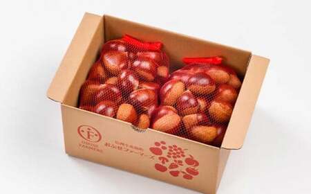 小布施栗 約2kg［おぶせファーマーズ］ 栗 生栗 長野県産 信州産 令和8年度【2026年9月中旬〜11月上旬発送】［F-37］