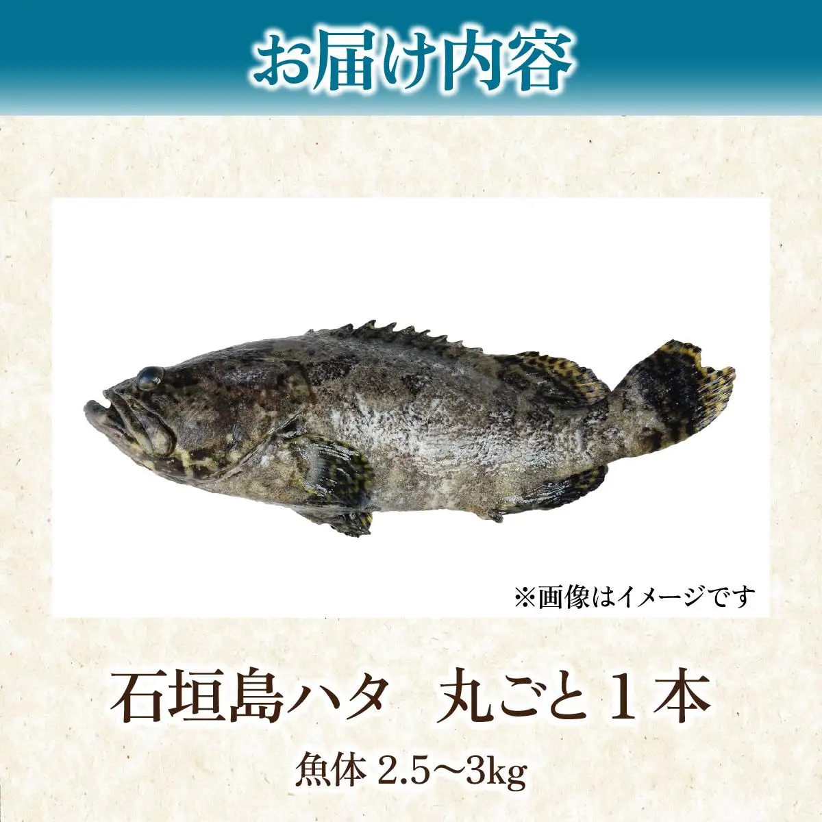 石垣島 ハタ 丸ごと1本