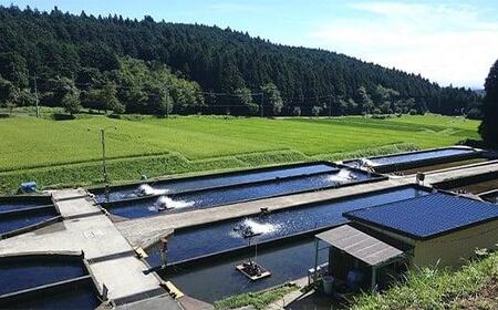 【ふるなび限定】【定期便12回】産地直送栃木県のブランド魚「プレミアムヤシオマス」の刺身 400g (200g×2パック)  [ 冷凍便 ] | 魚 ます 養殖 産地直送 栃木県 (毎月お届け） FN-Limited-PR