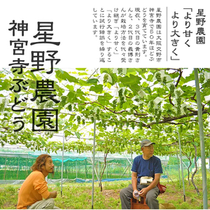 [先行予約] 神宮寺ぶどう (デラウエア) 2kg [0220]