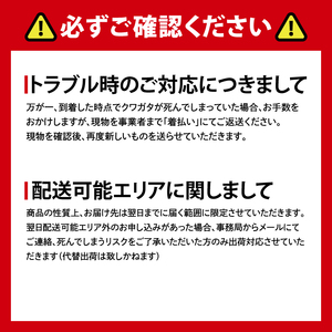 ニジイロクワガタ オス飼育セット(4)【クワガタ クワガタムシ 昆虫 虫 国産 飼育 セット 夏休み 自由研究 鹿嶋市 茨城県】（KBY-12）