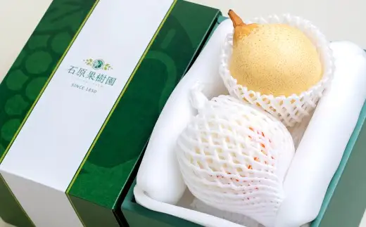 鴨梨（ヤーリー） 2玉 合計約1.5kg 贈答箱 なし 梨 ナシ 果物 フルーツ 果実 岡山県 倉敷市【2026年11月下旬～12月下旬迄順次発送予定】