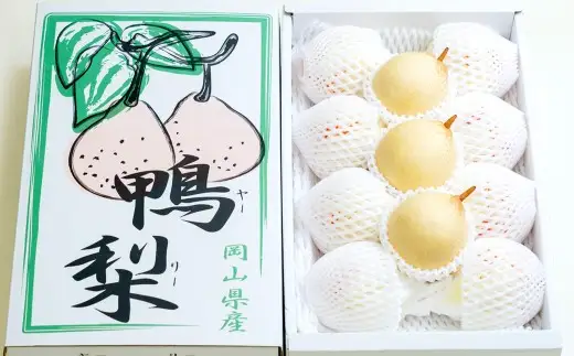 鴨梨（ヤーリー） 6～13玉 約4kg 家庭用 なし 梨 愛宕梨 ナシ 果物 フルーツ 果実 岡山県 倉敷市【2026年11月下旬～12月下旬迄順次発送予定】