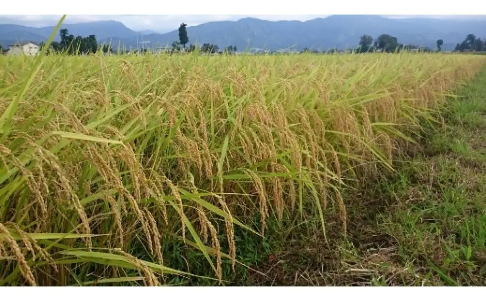 【令和7年産】定期便・12回  富山県産こしひかり 　育（はぐくみ）  白米３kg×２袋《南砺の逸品》