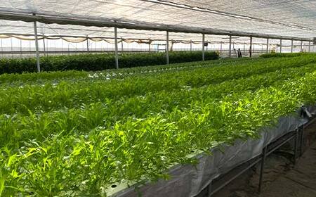 サラダや鍋に！水耕栽培の水菜 1kg F6U-281