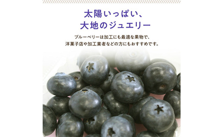 【浜松市産】ブルーベリー 約100g×5パック 計約500g 甘酸っぱい アントシアニン 食物繊維 ビタミン ミネラル 抗酸化作用 腸内環境改善 美容 美肌 健康 静岡県 浜松市