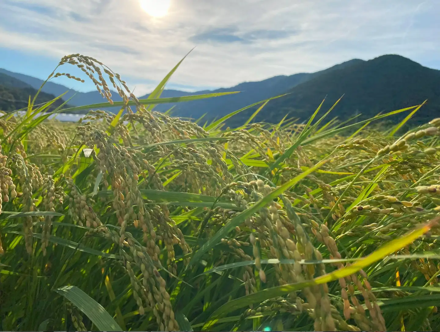 自然栽培のお米　2kg（玄米） ／ 栽培期間中農薬不使用 安心 愛知県 特産品 産地直送 田原市 渥美半島