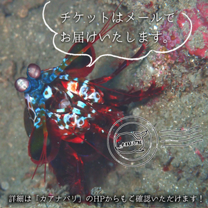 水着1つでお越しください！徳島最南端の海でファンダイビング！