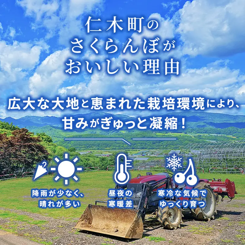 北海道 仁木町産 さくらんぼ 南陽 1.2kg (300g×4パック) Lサイズ以上 旬 桜桃 産地直送 サクランボ チェリー フルーツ 果物 果物類  仁木町 仁木 [松山商店]