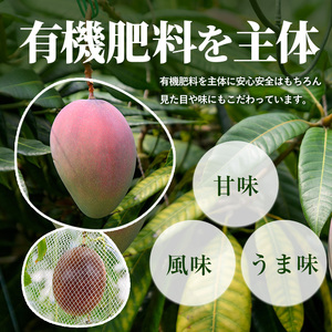 【2026年 発送】【訳あり】しあわせ完熟マンゴー 約800g(マンゴーの森/IB040-015)  2玉 ～ 3玉 国産 南国 指宿産 鹿児島 アップルマンゴー マンゴー 果物 くだもの フルーツ 完熟 産地直送 お取り寄せ