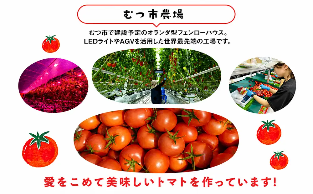 むつ市産　寅福菜園の「サステナブルトマト」訳あり4kg