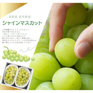 鳥取産 シャインマスカット 訳あり ご自宅用 2房