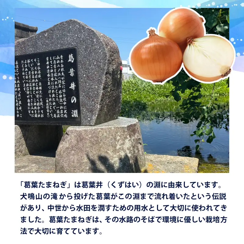 葛葉玉ねぎ 6kg【15〜20玉 泉佐野市 泉州たまねぎ 肉厚 甘い】