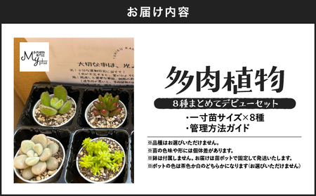 多肉植物 デビューセット KN169-001 植物
