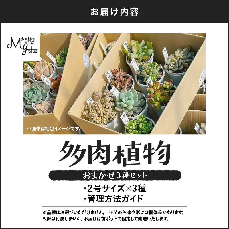 おまかせ 多肉植物 アソート 【 3種 】 KN169-002-01 植物