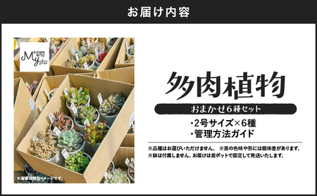 おまかせ 多肉植物 アソート 【 6種 】 KN169-002-02 植物