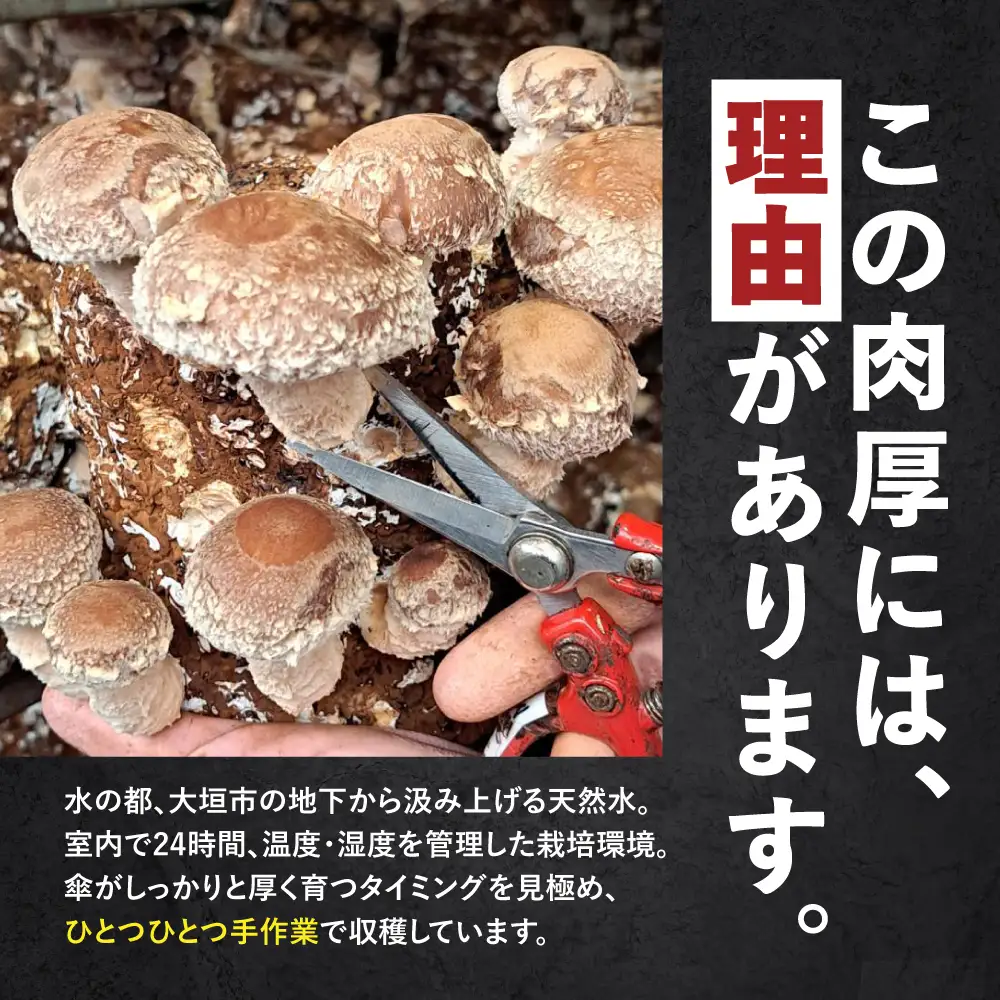 生しいたけ 1kg | しいたけ