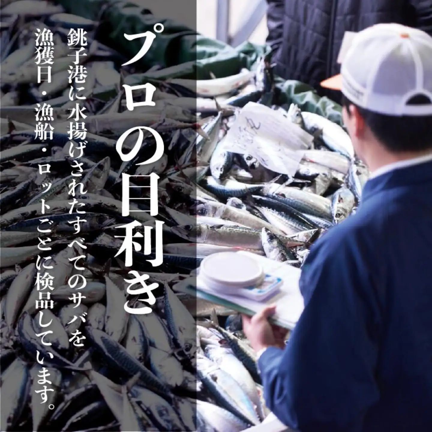 真空 個包装 塩鯖 腹骨取り 24切 鯖
