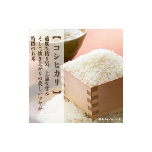里山米マルコウ　コシヒカリ　5kg　精米 ／ 米 こめ コメ お米 おこめ コシヒカリ こしひかり 令和7年産 白米 精米 ごはん ご飯 5kg 千葉県 匝瑳市 送料無料