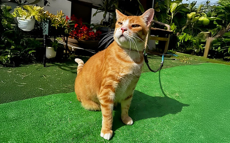 【お礼の品なし】沖縄県金武町でネコを救う　保護猫活動などをサポート（1万円） ねこ