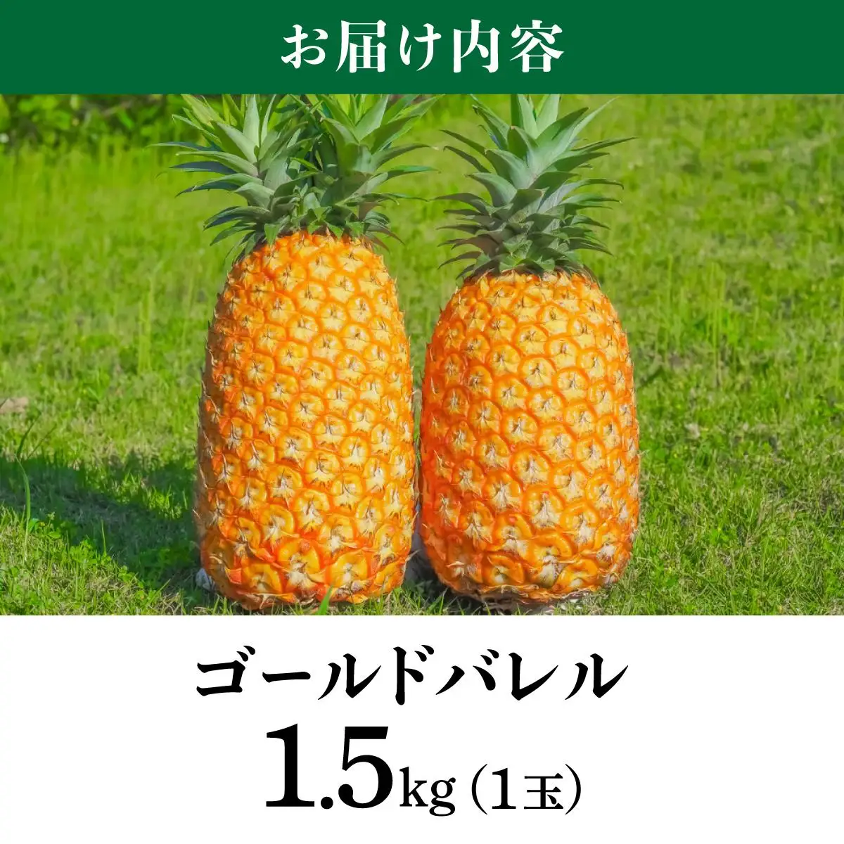 パイナップルの最高峰ゴールドバレル1.5kg(1玉)