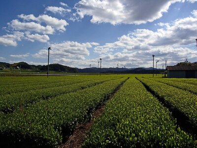 【高島屋選定品】＜川原製茶＞煎茶と急須セット 玉露・深蒸し煎茶 三重県 多気町 TSY-04-05