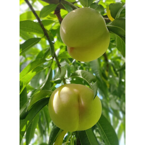 岡山市産 清水白桃 ご家庭用 大玉3玉 ＜2026年7月上旬～8月下旬頃出荷＞