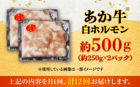 全12回定期便 あか牛 白 ホルモン 約500g ホルモン BHCY012
