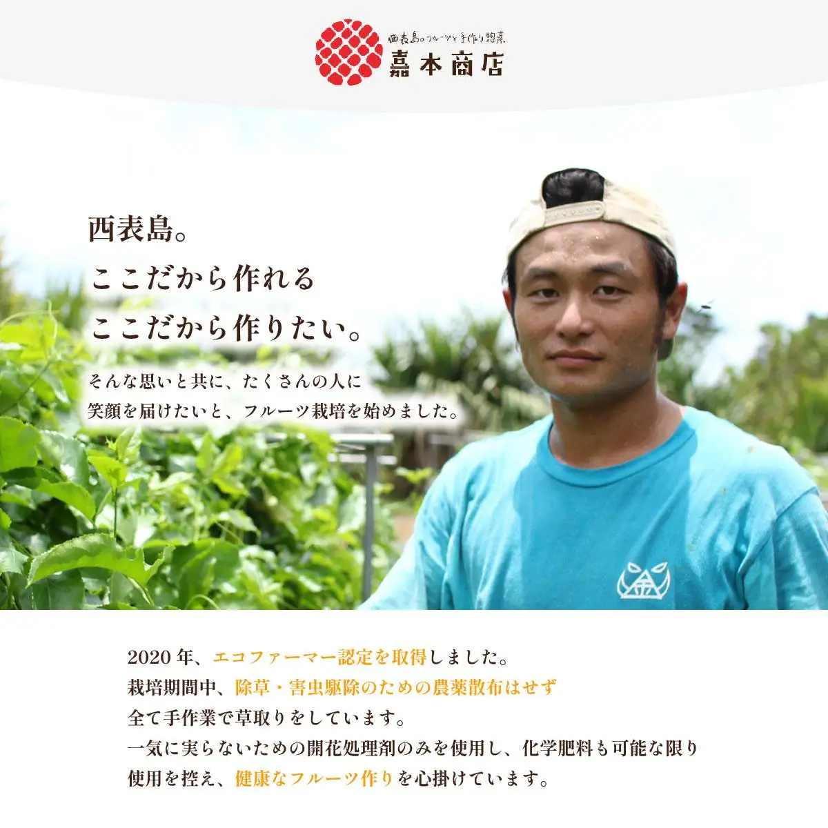 西表島の完熟ピーチパイン 3kg (3~4玉)
