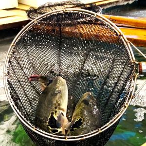 養殖 トラフグ 身欠き【kt058-001】ふぐ とらふぐ ふぐ鍋 てっちり 鍋