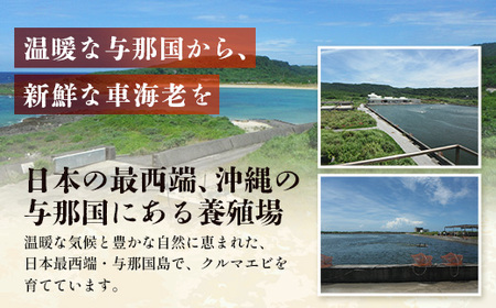 こだわりの車海老　有頭車海老（冷凍）250ｇ×3パック F009｜沖縄県 与那国町 与那国 車海老 車エビ 海老 えび エビ 産地直送