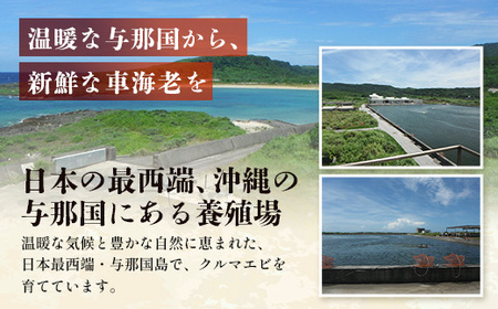 こだわりの車海老　無頭車海老（冷凍）250ｇ×3パック F010｜沖縄県 与那国町 与那国 車海老 車エビ 海老 えび エビ 産地直送