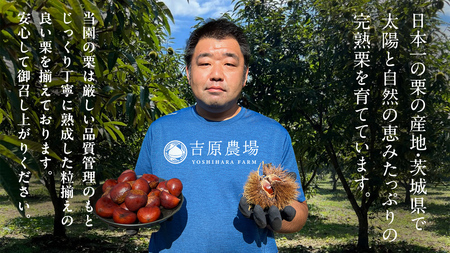 栗の深雫 (くりのしずく) 1箱 [FC010sa]