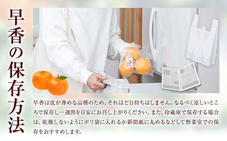 【先行予約】みかん 早香 5kg みかん 柑橘