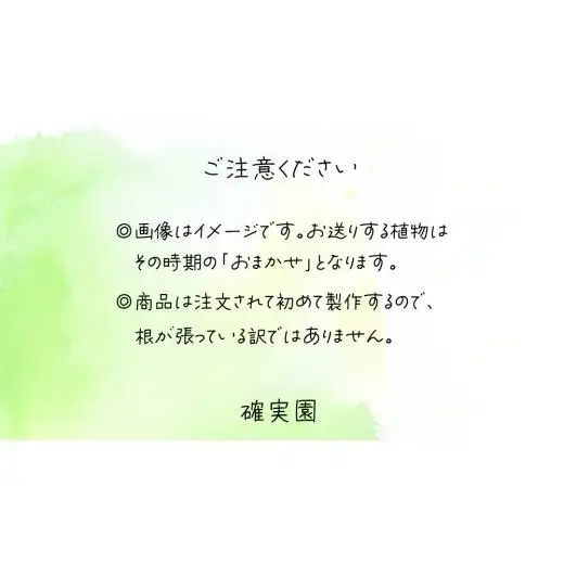 寄せ植え 多肉植物 デラックス 【 半年に1回お届け（全2回お届け）】 